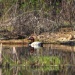 Thumbnail Canvasback-051210.jpg 