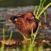 Thumbnail Cinnamon Teal 071510B.jpg 