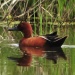 Thumbnail Cinnamon Teal Male 062011.jpg 