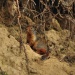 Thumbnail Columbia-Ground-Squirrel-070312.jpg 