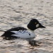 Thumbnail Common Goldeneye 033009.jpg 