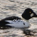 Thumbnail Common Goldeneye Male 033009.jpg 
