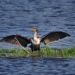 Thumbnail Cormorant-052809.jpg 