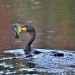 Thumbnail Cormorant-with-Fish-B.jpg 