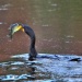 Thumbnail Cormorant-with-Fish-C.jpg 