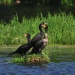 Thumbnail Cormorants-052809-B.jpg 