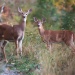 Thumbnail Deer Sept 2005.jpg 