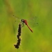 Thumbnail Dragonfly-072912.jpg 