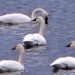 Thumbnail Four Tundra Swans 031612.jpg 