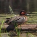 Thumbnail GW Teal Male 061911.jpg 