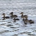 Thumbnail Gadwall Babies 060513.jpg 
