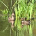 Thumbnail Gadwall Pair 052709.jpg 