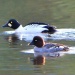 Thumbnail Goldeneye Pair 031611.jpg 