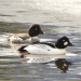 Thumbnail Goldeneye Pair 031711.jpg 