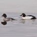 Thumbnail Goldeneye Pair GREAT 031711.jpg 