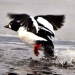 Thumbnail Goldeneye Takeoff 031711.jpg 