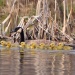 Thumbnail Goslings 042709.jpg 