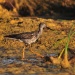 Thumbnail GrYellowlegs072210BEST.jpg 
