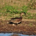 Thumbnail Grean Winged Teal Female 051909 B.jpg 