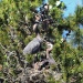 Thumbnail Great Blue Heron Babes 060411.jpg 