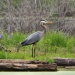Thumbnail Great-Blue-Heron-052312.jpg 