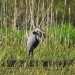 Thumbnail Great-Blue-Heron-052509.jpg 