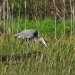 Thumbnail Great-Blue-Heron-B-052509.jpg 