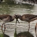 Thumbnail Greater Yellowlegs 8-20-10.jpg 