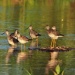 Thumbnail Greater Yellowlegs Group 070312.jpg 