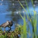 Thumbnail Greater-Yellowlegs-8-20-11.jpg 