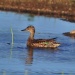 Thumbnail Green Winged Teal Female 051909.jpg 