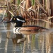 Thumbnail HMerganser Male GREAT 042312.jpg 