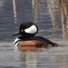 Thumbnail HMerganser Male GREAT C 042412.jpg 