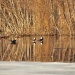 Thumbnail HMergansers040509 182.jpg 