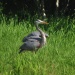 Thumbnail Heron-052809.jpg 
