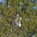 Thumbnail Heron-Breeding-Ritual-B-032311.jpg 