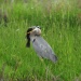 Thumbnail Heron-with-Fish-062011.jpg 