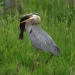 Thumbnail Heron-with-Fish-B.jpg 