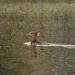 Thumbnail Hooded Merganser Female 061610.jpg 