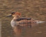 Thumbnail Hooded Merganser Female B 040909.jpg 