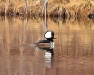 Thumbnail Hooded Merganser Male 030813B.jpg 