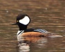 Thumbnail Hooded Merganser Male B 040909.jpg 