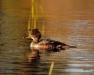 Thumbnail Hooded Merganser Young 102809.jpg 