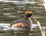 Thumbnail Horned Grebe Breeding 040912.jpg 