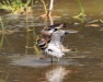 Thumbnail Killdeer Bath 070711.jpg 