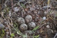 Thumbnail Killdeer Eggs 060513.jpg 