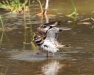 Thumbnail Killdeer-Bath-070711.jpg 