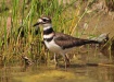 Thumbnail Killdeer071810.jpg 