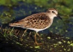 Thumbnail Least SandpipeBr 082410.jpg 