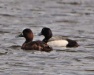 Thumbnail Lesser-Scaup-041409.jpg 
